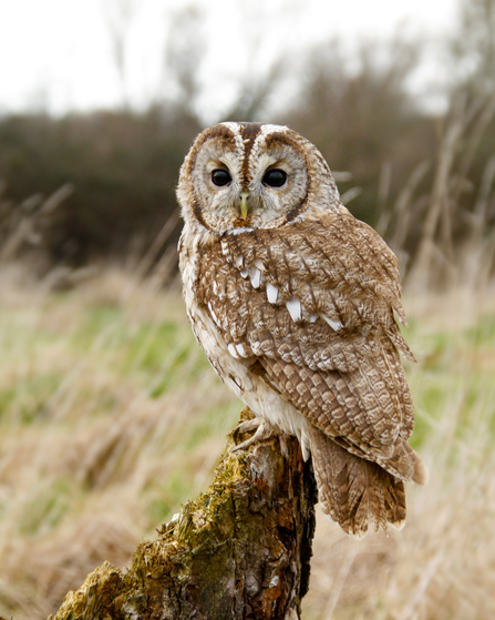 A tawny owl perched on a post