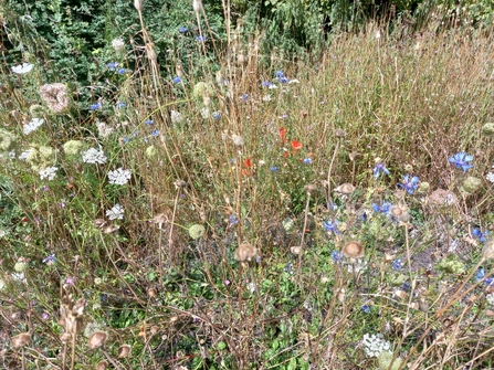 Wildflowers patch