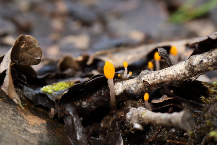 Bog beacon fungi growing amongst dead wood and leaf litter