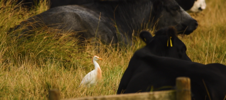 Cattle egret near cattle