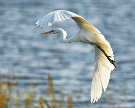 Great white egret in flight near water