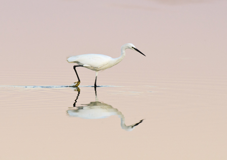A little egret wading in water
