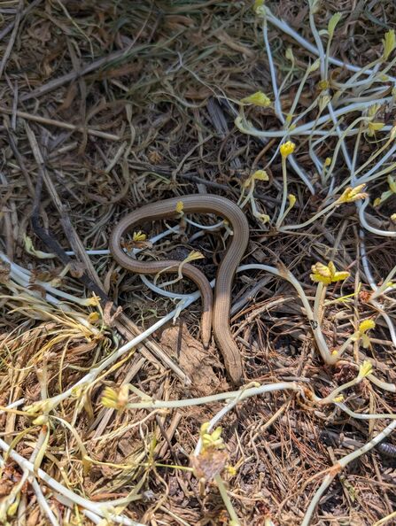 Slow worms