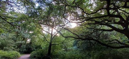 Trees with reaching branches on a sunny autumn day, a bat box is visible on a large tree