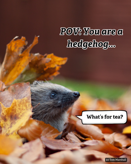 Hedgehog poking his head out of orange autumn leaves with text 'point of view you are a hedgehog'
