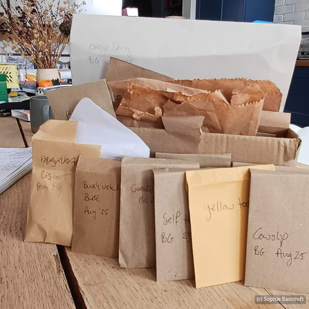 Brown packets of wildflower seeds hand labelled on a wooden table