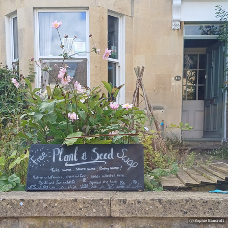 Blackboard sign for free seeds outside a house with Bath Stone orange/yellow colour and small green front garden