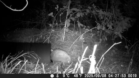 Hedgehogs on camera