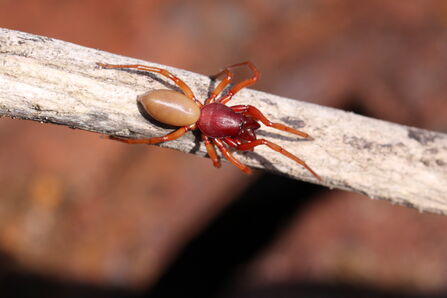 woodlouse spider on a thin branch