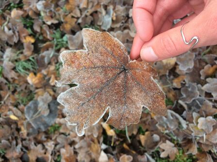 A leaf covered in a light frost