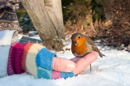A robin next to someone's outstretched hand, on the ground which is covered in snow