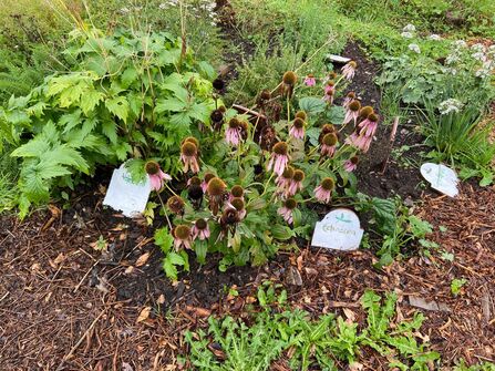 Plants growing with ceramic tiles as labels
