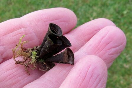 An open hand holding Dung Bird’s Nest Fungi