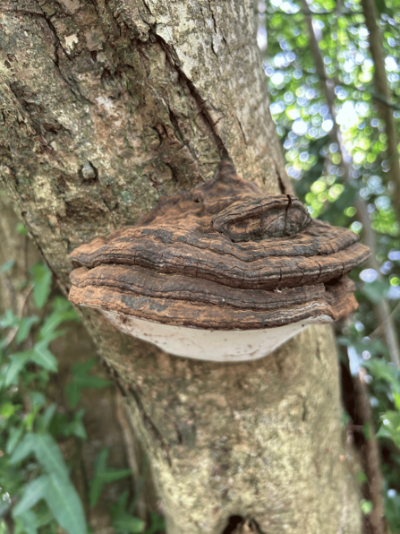A hoof fungus growing on the trunk of a tree