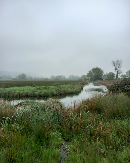 Misty on the North Somerset Levels and Moors