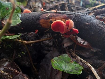 Scarlet elfcup fungi on deadwood