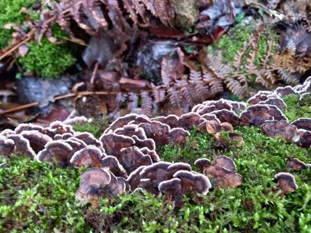 Turkey tail fungi amongst moss