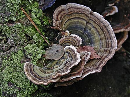 A turkey tail fungus, as seen from above