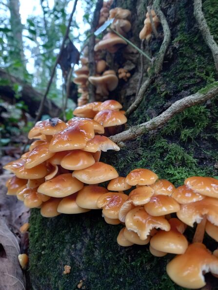 Velvet shank fungi at the base of a tree