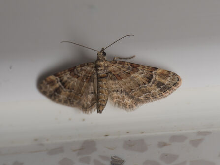 A double-striped pug moth, its mottled brown wings held out to the side