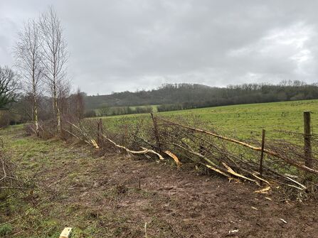 A recently laid hedge