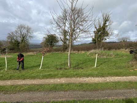 Hedgerow being planted