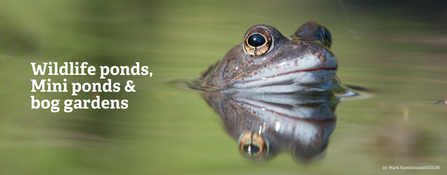 frog in water - just the face and reflection