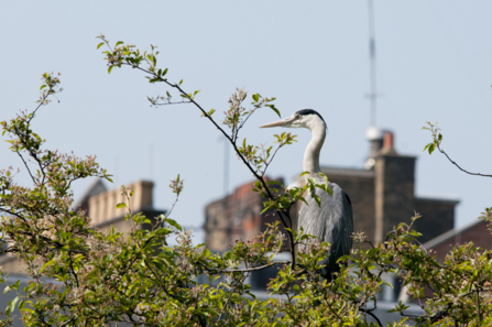 Heron on bushes with buildings in the background