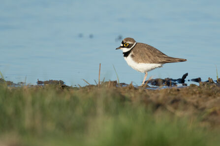 A ringed plover