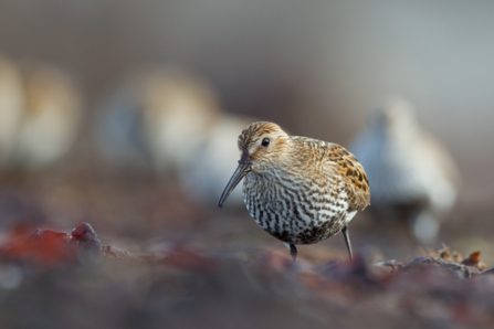 Dunlin