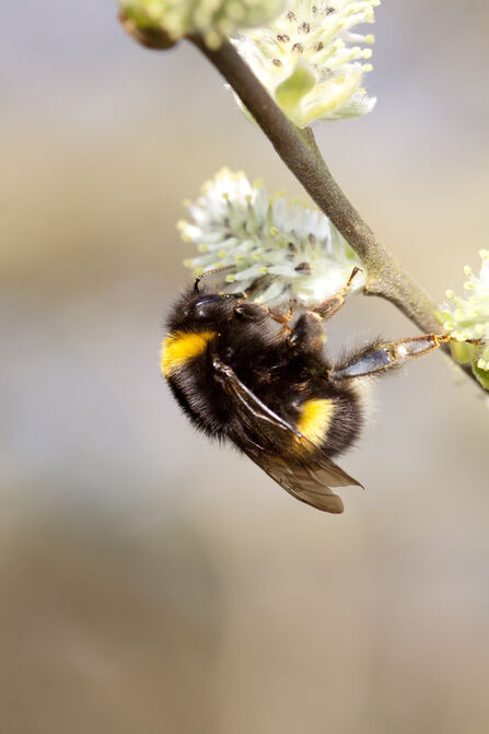 A bumblebee on a willow tree