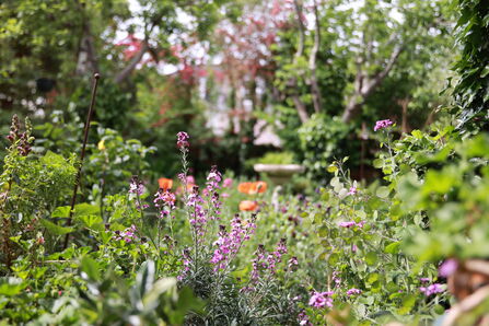 A wildlife garden with native wildflowers in bloom