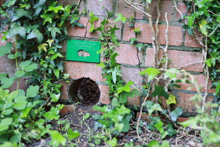 A hedgehog highway that's been cut out of a garden wall, with a small sign above it which includes a picture of a hedgehog