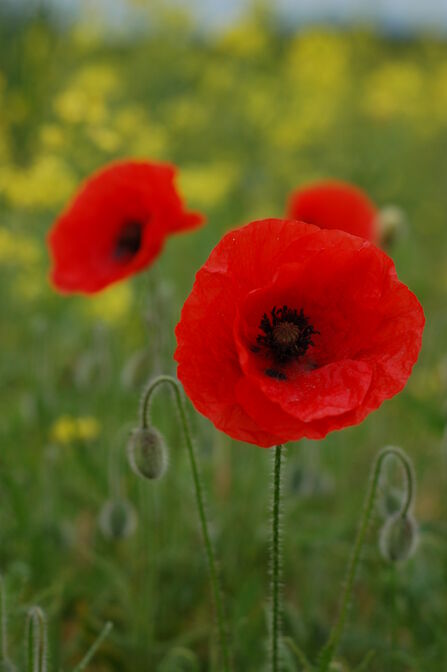 Two red poppies in bloom