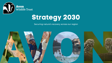 Cover image of Avon Wildlife Trust's strategy 2030
