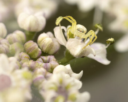 A flower crab spider sat on a flower