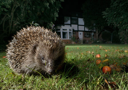 A hedgehog on a garden lawn at night