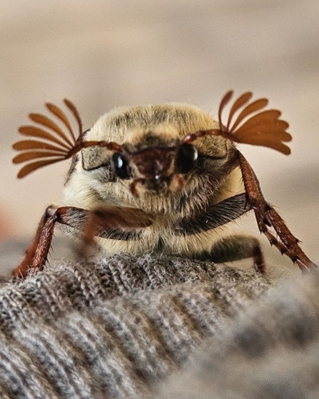 A maybug, otherwise known as a cockchafer, looking directly at the camera