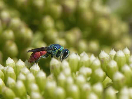 Ruby-tailed wasp