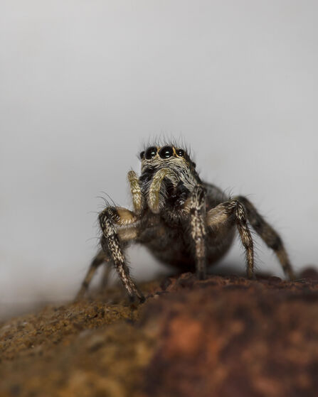 Close up of a zebra jumping sider, looking upwards