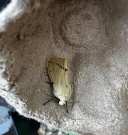 A buff ermine moth in an egg carton moth trap