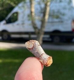 A buff tip moth on a finger tip