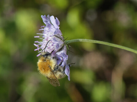 Common Carder Bee (c) Nick Upton