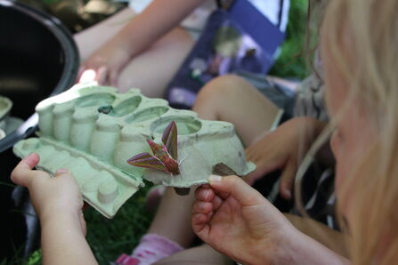 An elephant hawk-moth on a egg carton moth trap