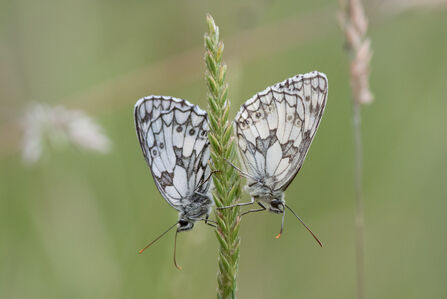 Marbled Whites, a species found in meadows (c) Don Sutherland