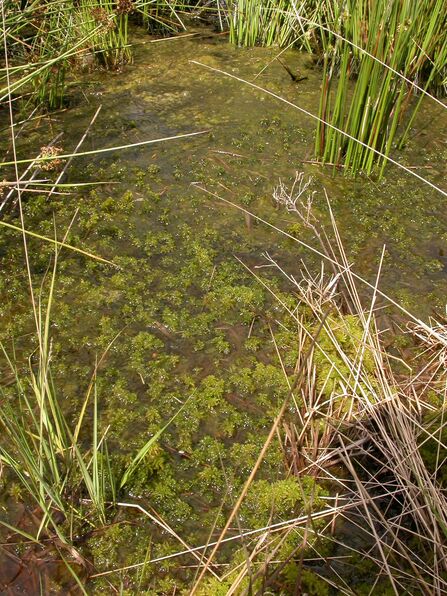 Restored bog (c) Philip Precey