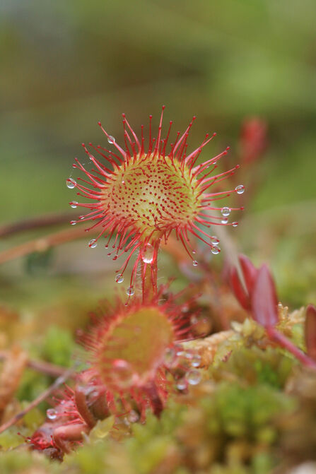 Round leaved sundew (c) Vicky Nall