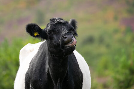 Cow (c) Jon Hawkins Surrey Hills Photography