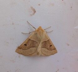 Scalloped oak moth on a white wall