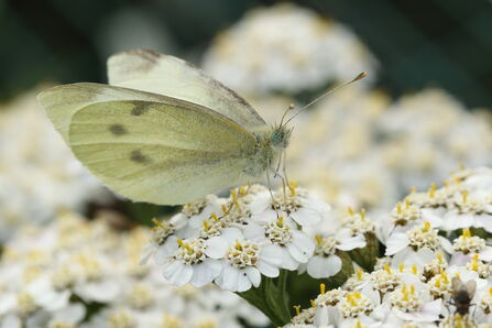 Small White (c) Vaughn Matthews